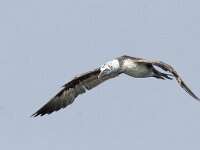 Morus bassanus 24, Jan-van-Gent, juvenile, Saxifraga-Mark Zekhuis