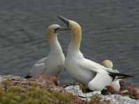 Morus bassanus 26, Jan-van-Gent, display, Saxifraga-Janus Verkerk