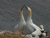 Morus bassanus 27, Jan-van-Gent, display, Saxifraga-Janus Verkerk