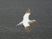 Morus bassanus 28, Jan-van-Gent, Saxifraga-Janus Verkerk