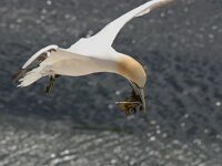 Morus bassanus 29, Jan-van-Gent, Saxifraga-Janus Verkerk