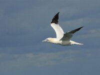Morus bassanus 3, Jan-van-Gent, Saxifraga-Piet Munsterman