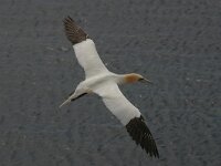 Morus bassanus 30, Jan-van-Gent, Saxifraga-Janus Verkerk