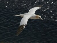 Morus bassanus 31, Jan-van-Gent, Saxifraga-Janus Verkerk