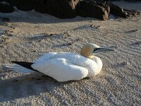 Morus bassanus 34, Jan-van-Gent, Saxifraga-Jeroen Willemsen