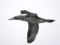 jan van gent; Gannet, Morus bassanus, Jan-van-Gent  jan van gent; Gannet, Morus bassanus, Jan-van-Gent : North Sea. Natura 2000, off shore, open sea