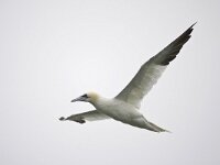 jan van gent; Gannet, Morus bassanus, Jan-van-Gent  jan van gent; Gannet, Morus bassanus, Jan-van-Gent : autumn, bird, Den Helder, adult, volwassen, flight, flight image, flying, Gannet, herfst, Jan van Gent, Jan-van-Gent, Morus bassanus, nature, natuur, Nederland, Noordzee, North Sea. Natura 2000, off shore, open sea, sea bird, Texel, the Netherlands, vliegbeeld, vliegend, vlucht, vogel, zeevogel