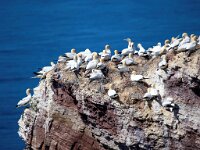 Morus bassanus 38, Jan-van-Gent, Saxifraga-Bart Vastenhouw