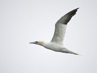 jan van gent; Gannet, Morus bassanus, Jan-van-Gent  jan van gent; Gannet, Morus bassanus, Jan-van-Gent : autumn, bird, Den Helder, adult, volwassen, flight, flight image, flying, Gannet, herfst, Jan van Gent, Jan-van-Gent, Morus bassanus, nature, natuur, Nederland, Noordzee, North Sea. Natura 2000, off shore, open sea, sea bird, Texel, the Netherlands, vliegbeeld, vliegend, vlucht, vogel, zeevogel
