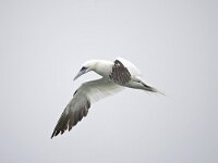jan van gent; Gannet, Morus bassanus, Jan-van-Gent  jan van gent; Gannet, Morus bassanus, Jan-van-Gent : autumn, bird, Den Helder, adult, volwassen, flight, flight image, flying, Gannet, herfst, Jan van Gent, Jan-van-Gent, Morus bassanus, nature, natuur, Nederland, Noordzee, North Sea. Natura 2000, off shore, open sea, sea bird, Texel, the Netherlands, vliegbeeld, vliegend, vlucht, vogel, zeevogel