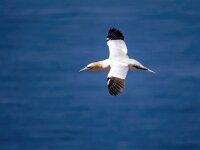 Morus bassanus 41, Jan-van-Gent, Saxifraga-Bart Vastenhouw
