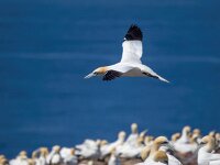 Morus bassanus 42, Jan-van-Gent, Saxifraga-Bart Vastenhouw