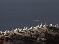 Morus bassanus 44, Jan-van-Gent, Saxifraga-Mark Zekhuis