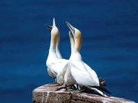 Morus bassanus 46, Jan-van-Gent, Saxifraga-Bart Vastenhouw