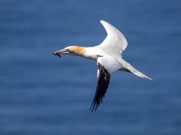 Morus bassanus 47, Jan-van-Gent, Saxifraga-Bart Vastenhouw