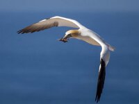 Morus bassanus 48, Jan-van-Gent, Saxifraga-Bart Vastenhouw