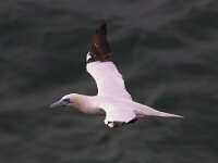 Morus bassanus 49, Jan-van-Gent, Saxifraga-Bart Vastenhouw