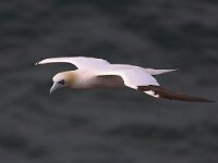 Morus bassanus 50, Jan-van-Gent, Saxifraga-Bart Vastenhouw