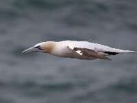 Morus bassanus 51, Jan-van-Gent, Saxifraga-Bart Vastenhouw