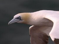 Morus bassanus 52, Jan-van-Gent, Saxifraga-Bart Vastenhouw