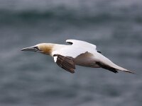 Morus bassanus 53, Jan-van-Gent, Saxifraga-Bart Vastenhouw