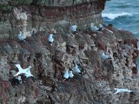 Morus bassanus 54, Jan-van-Gent, Saxifraga-Bart Vastenhouw