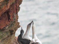 Morus bassanus 55, Jan-van-Gent, Saxifraga-Bart Vastenhouw