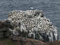 Morus bassanus 56, Jan-van-Gent, Saxifraga-Peter Stein