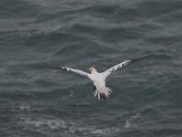 Morus bassanus 57, Jan-van-Gent, Saxifraga-Peter Stein