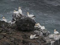 Morus bassanus 58, Jan-van-Gent, Saxifraga-Peter Stein