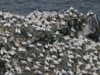 Morus bassanus 59, Jan-van-Gent, Saxifraga-Peter Stein