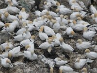 Morus bassanus 60, Jan-van-Gent, Saxifraga-Peter Stein