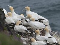 Morus bassanus 61, Jan-van-Gent, Saxifraga-Peter Stein