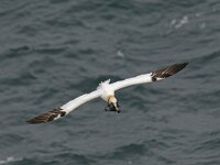 Morus bassanus 62, Jan-van-Gent, Saxifraga-Peter Stein