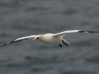 Morus bassanus 63, Jan-van-Gent, Saxifraga-Peter Stein