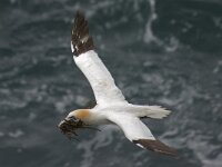 Morus bassanus 64, Jan-van-Gent, Saxifraga-Peter Stein