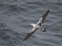 Morus bassanus 65, Jan-van-Gent, Saxifraga-Peter Stein