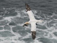 Morus bassanus 66, Jan-van-Gent, Saxifraga-Peter Stein