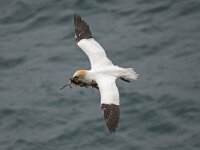 Morus bassanus 67, Jan-van-Gent, Saxifraga-Peter Stein