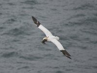 Morus bassanus 68, Jan-van-Gent, Saxifraga-Peter Stein