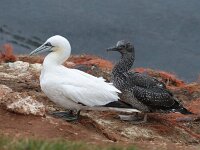 Morus bassanus 69, Jan-van-Gent, Saxifraga-Mark Zekhuis