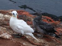 Morus bassanus 70, Jan-van-Gent, Saxifraga-Mark Zekhuis