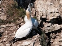 Morus bassanus 71, Jan-van-Gent, Saxifraga-Joerg Mager