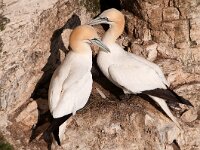 Morus bassanus 72, Jan-van-Gent, Saxifraga-Joerg Mager