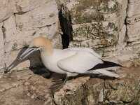 Morus bassanus 73, Jan-van-Gent, Saxifraga-Joerg Mager