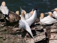 Morus bassanus 74, Jan-van-Gent, Saxifraga-Joerg Mager