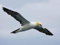Morus bassanus 75, Jan-van-Gent, Saxifraga-Bart Vastenhouw
