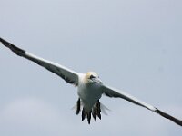 Morus bassanus 76, Jan-van-Gent, Saxifraga-Bart Vastenhouw
