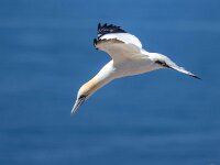 Morus bassanus 77, Jan-van-Gent, Saxifraga-Bart Vastenhouw