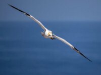 Morus bassanus 78, Jan-van-Gent, Saxifraga-Bart Vastenhouw